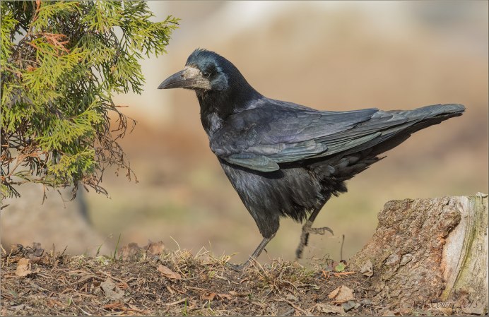 Лайсанский Альбатрос