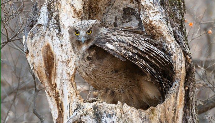 Bubo Bubo Филин ареал обитания