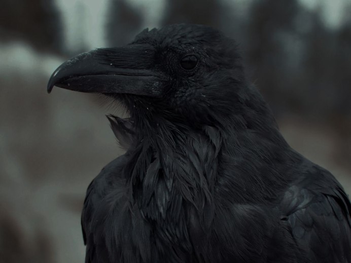 Ворон в Сибири