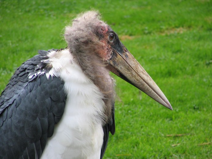Фотограф с птичкой старый