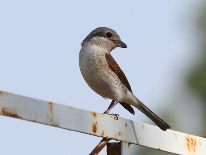 Архангельская щепная птица