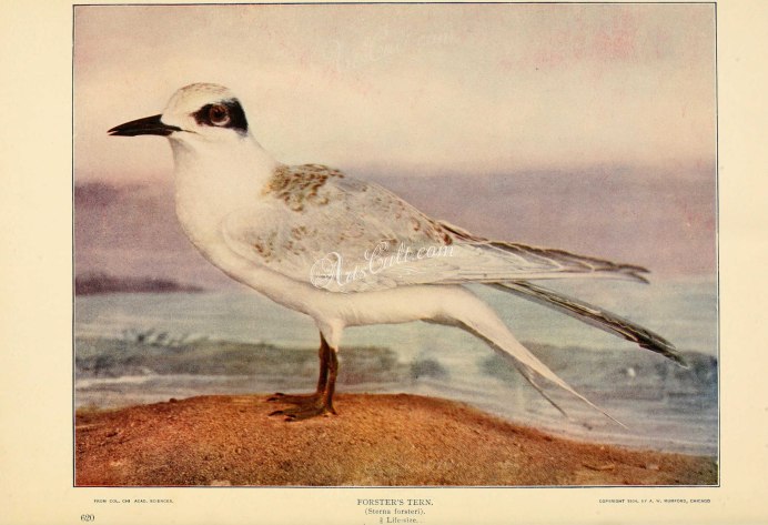 Коричневая хищная птица