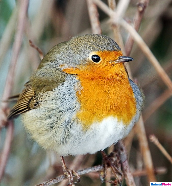 Ворона меланист