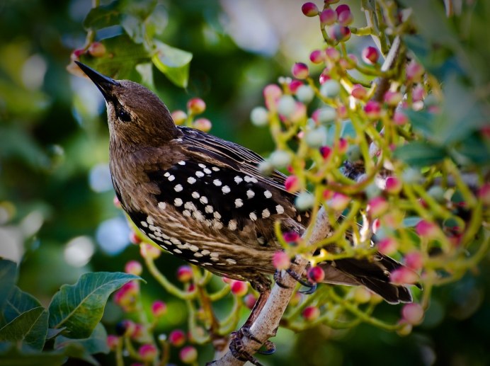 Клюв ворона