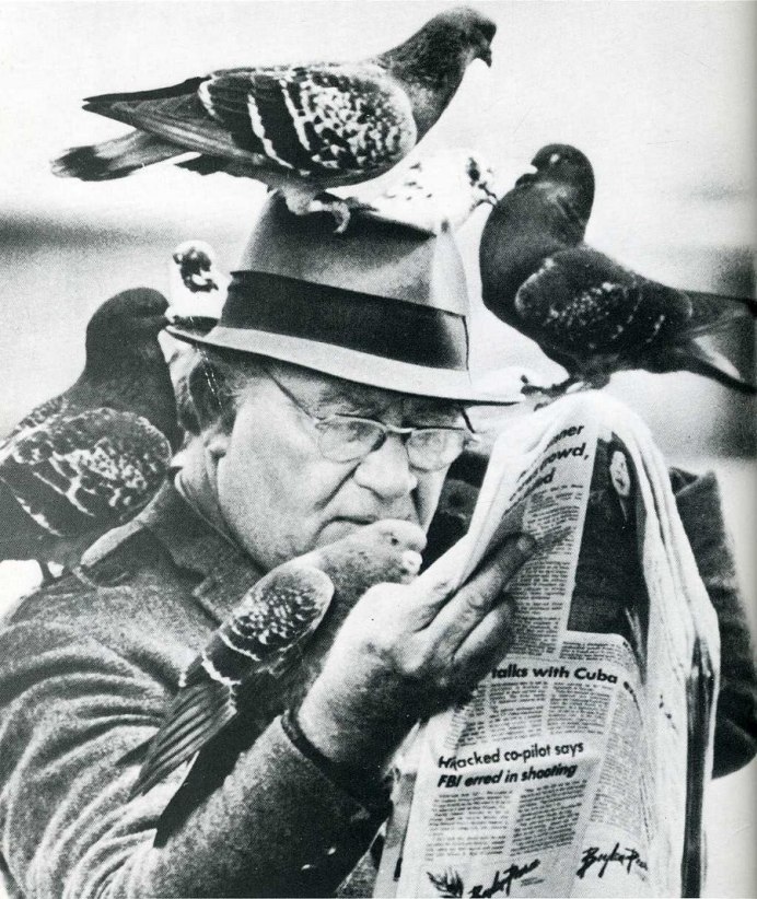 Стриж птенец желторотик