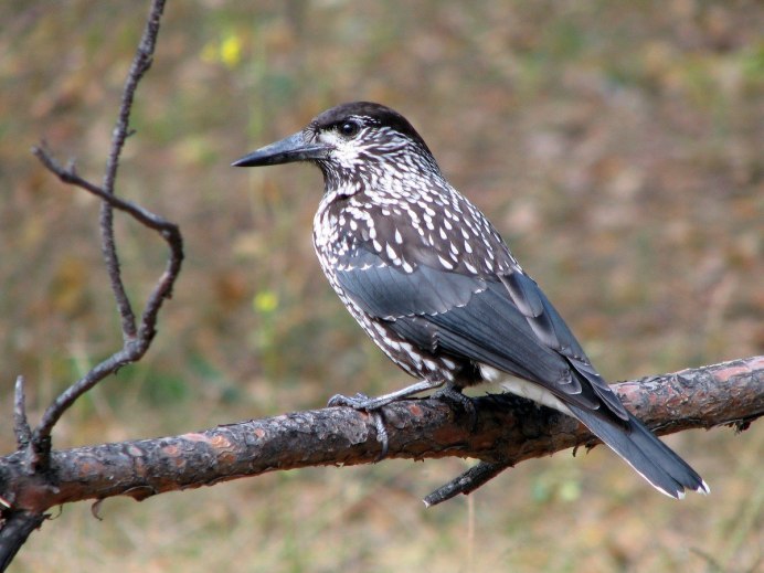 Куркуль птичка