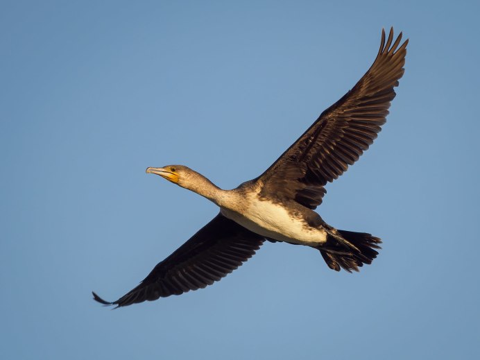 Странствующий Альбатрос гнездо