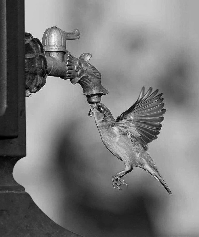 Ворон Corvus Corax