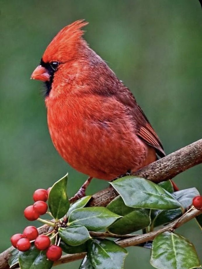 Черный гриф в Крыму