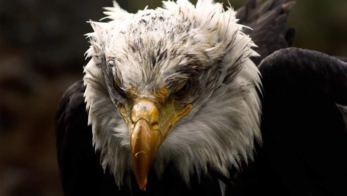 Legendary Heritage sterna