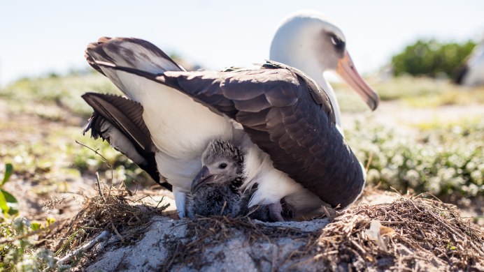 Обыкновенный Стервятник птица