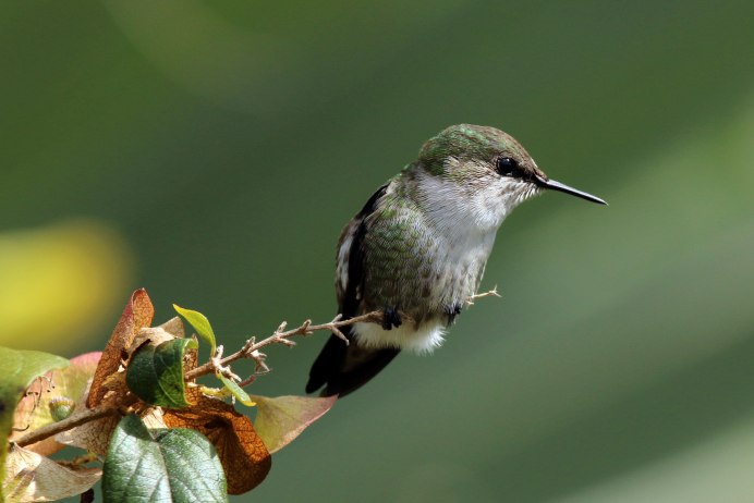 Mellisuga helenae
