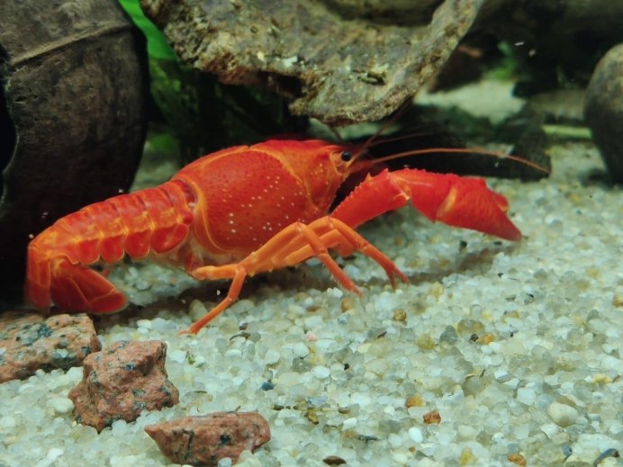 Procambarus alleni синий Флоридский рак.