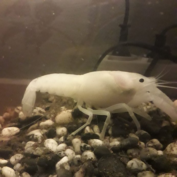 Cherax holthuisi