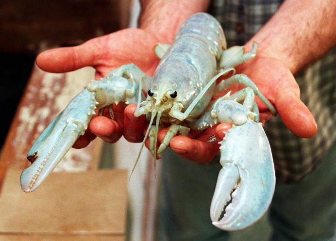 Giant spiny Lobster
