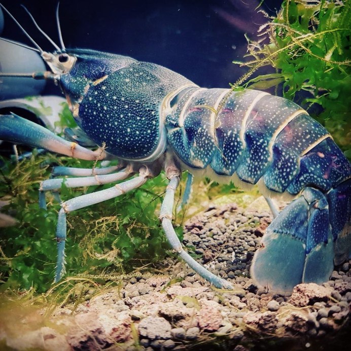 Cherax quadricarinatus