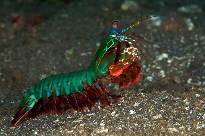 Procambarus clarkii