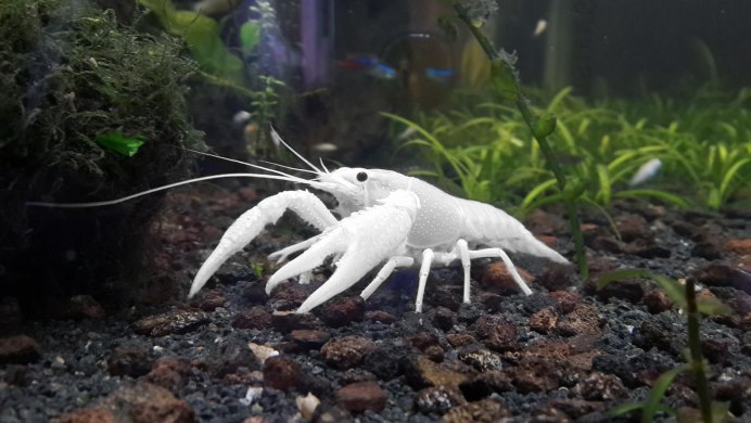 Procambarus clarkii