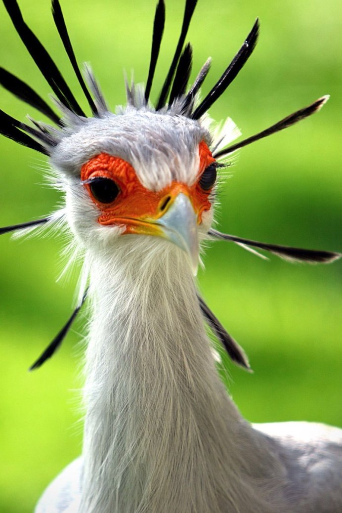 Браминский скворец (Sturnus pagodarum)