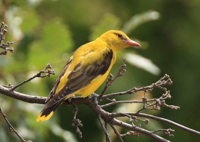 Птица Cuculus canorus