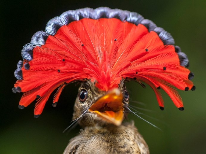 Королевский венценосный мухоед