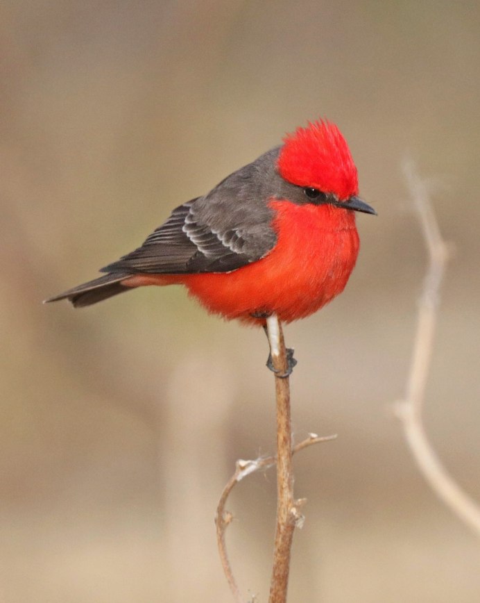 Большая птица с хохолком на голове
