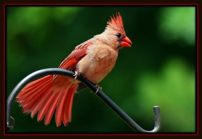 Амазонский Королевский мухоед