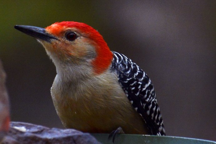 Голова тетерева