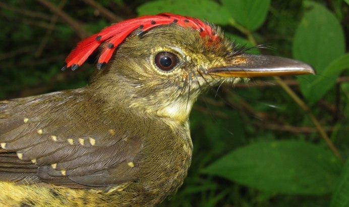 Белобрюхая Желна