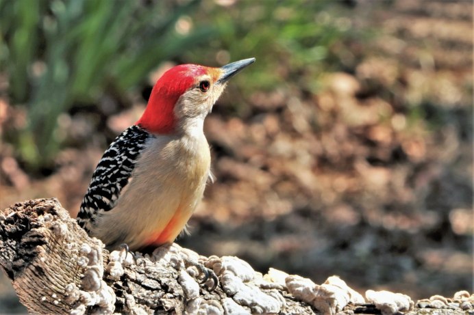 Амазонский мухоед