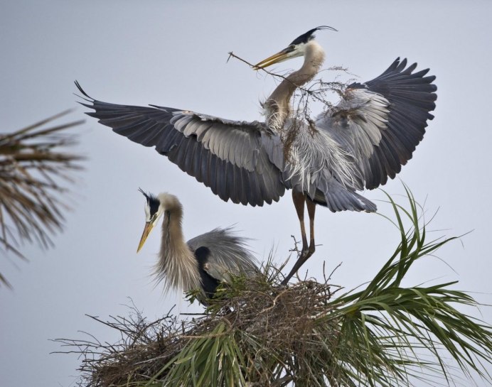 Большая белая цапля Egretta Alba