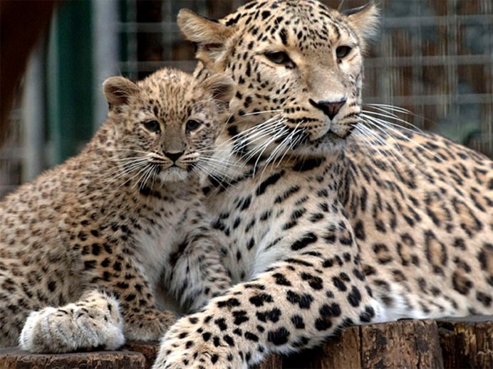 Panthera pardus pardus