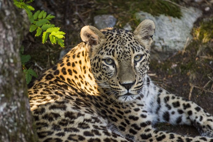 Переднеазиатский леопард (Panthera pardus ciscaucasica)