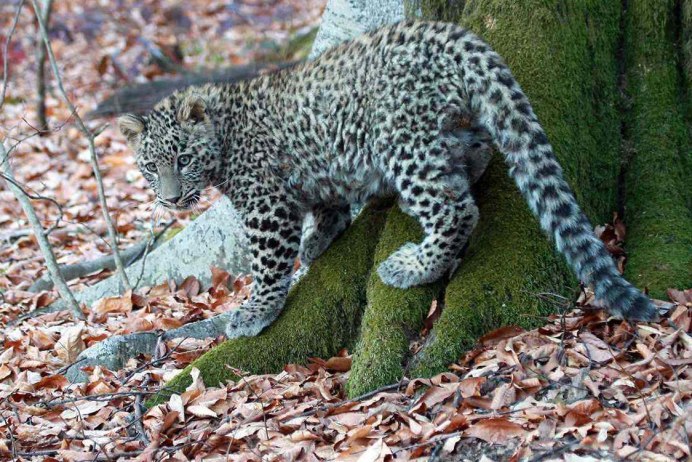 Леопард Panthera pardus
