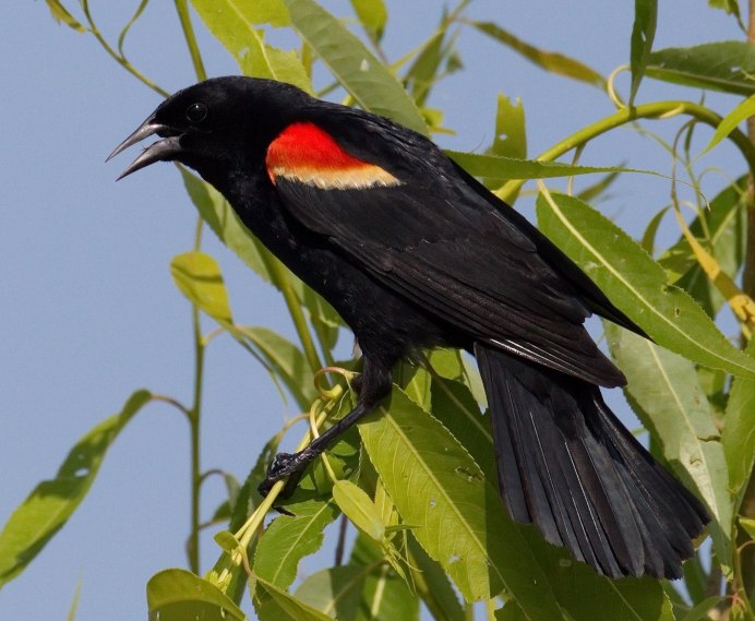 Красно черная птица
