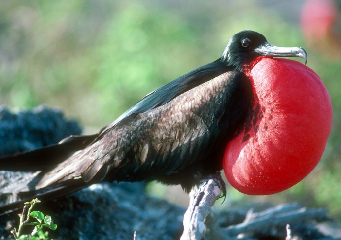 Великолепный Фрегат Галапагосские острова