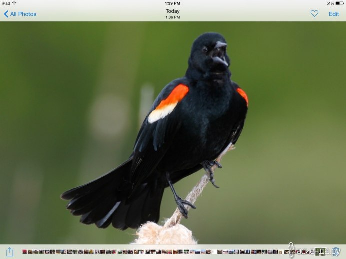 Великолепный Фрегат