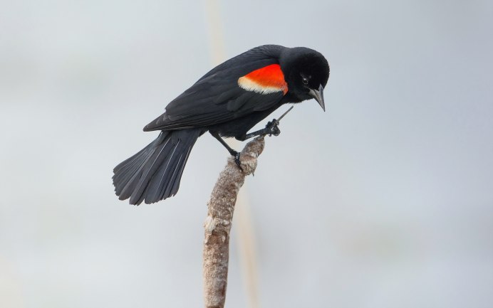 Черно красная птица