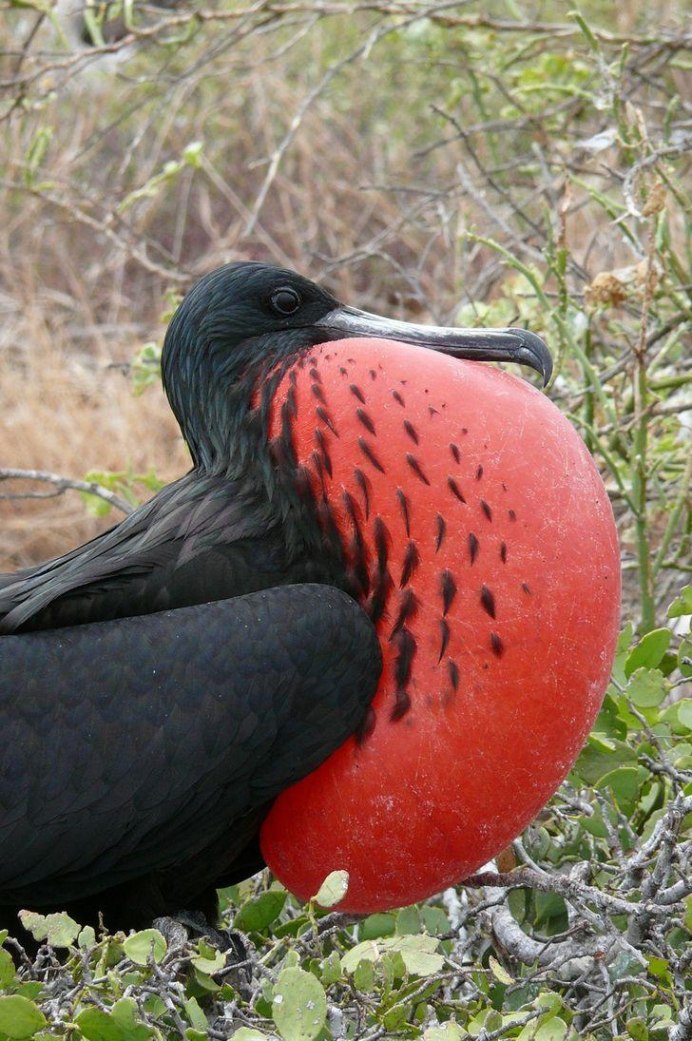 Птица с красными глазами