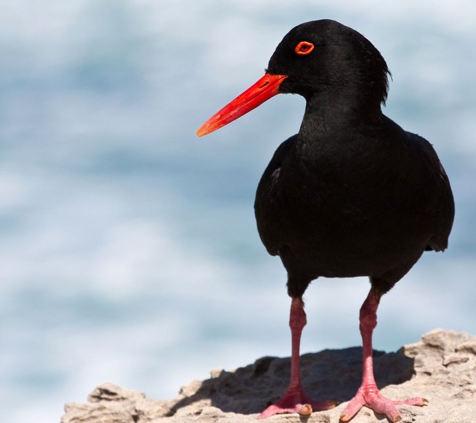 Алая танагра