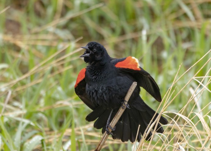 Red-Winged Blackbird