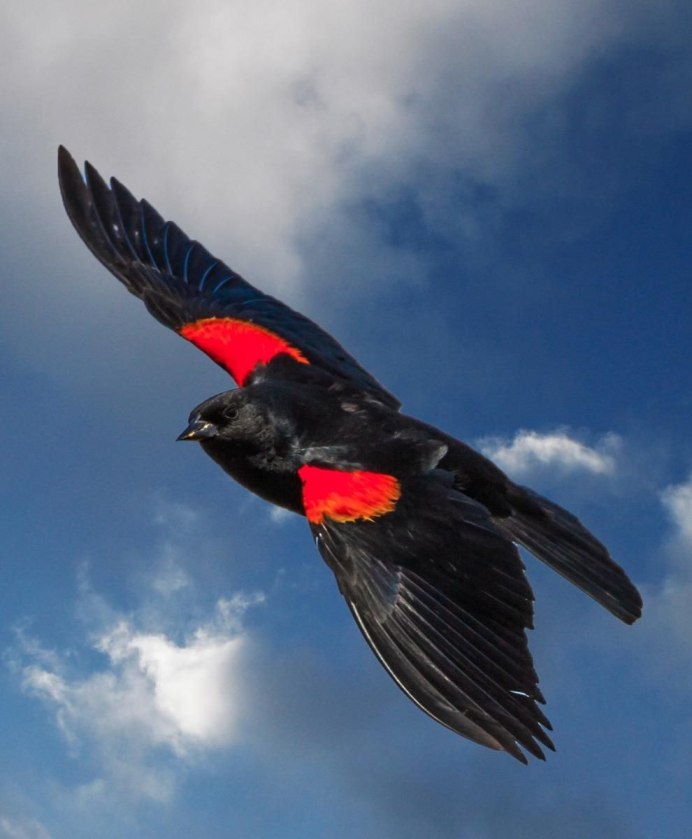 Черная птица с красными ногами