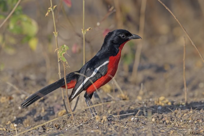 Красно черная птица
