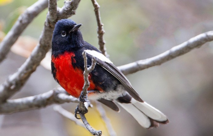 Черная птица с красными крыльями