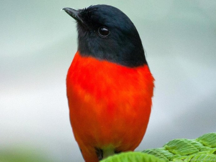 Red-Winged Blackbird