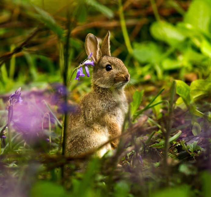Дикие зайцы в Краснодарском крае
