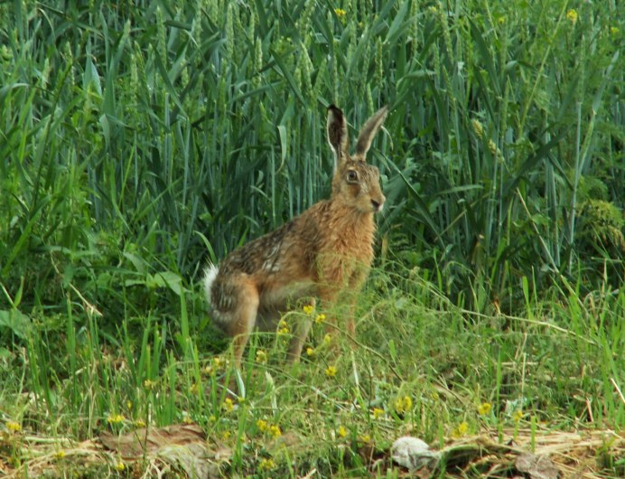Кустарниковый заяц