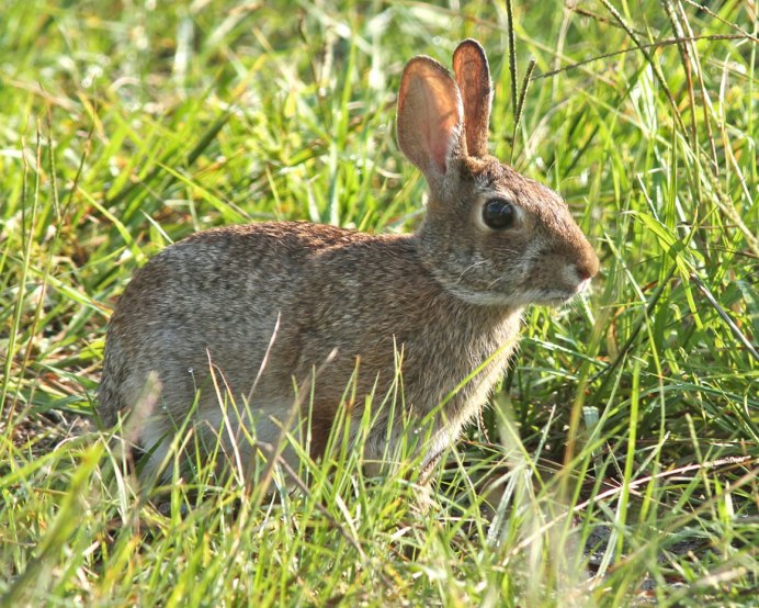 Европейский кролик