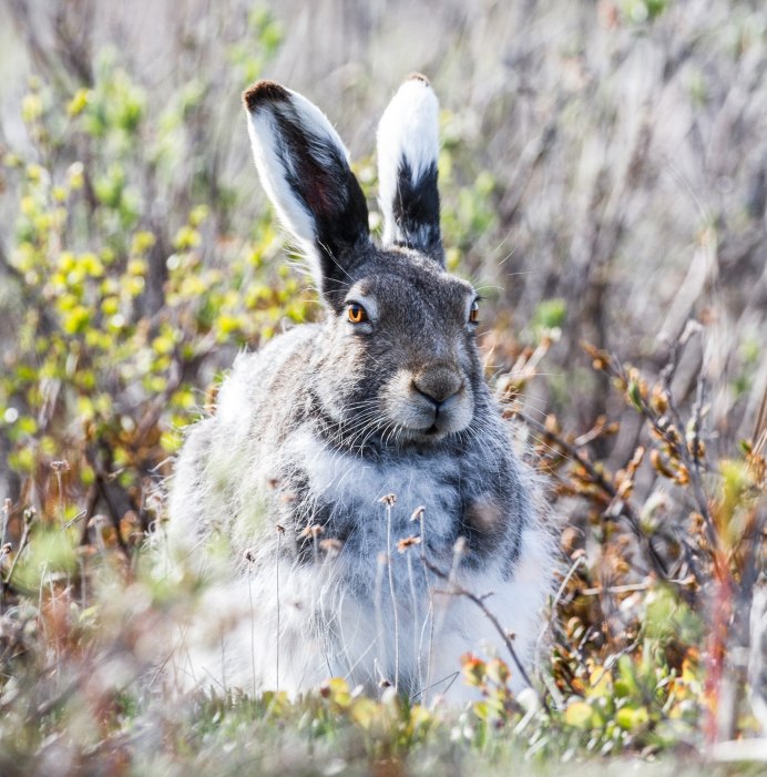 Красный заяц фото