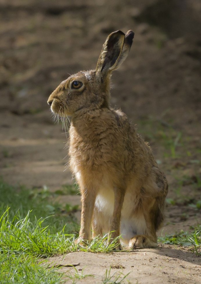 Кроль зайцеобразные